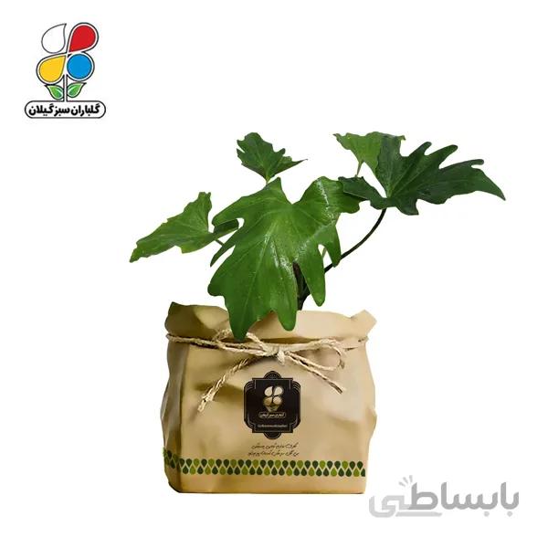 گیاه طبیعی برگ انجیری گلباران