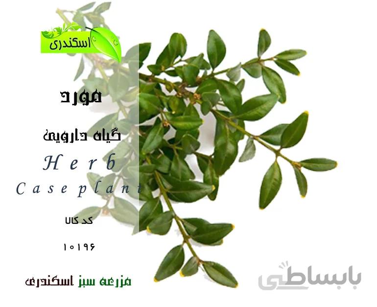 مورد
