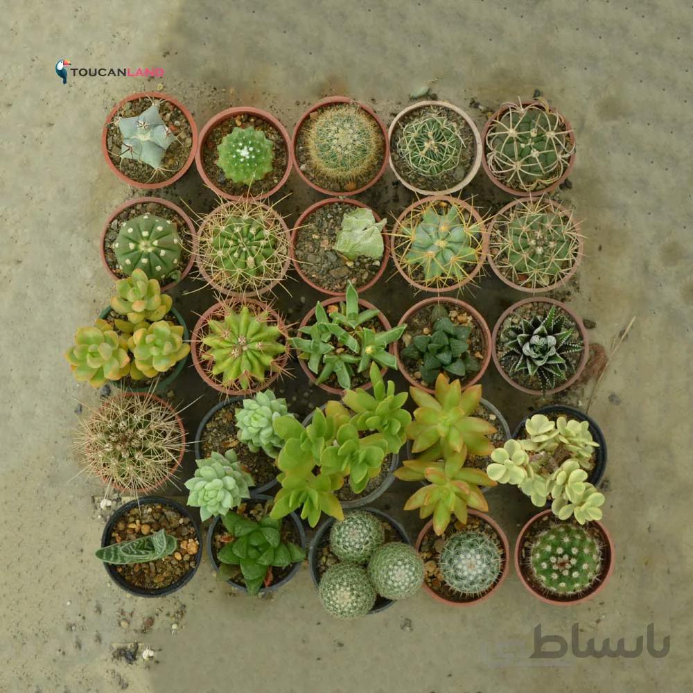پک 25 عددی کاکتوس و ساکولنت