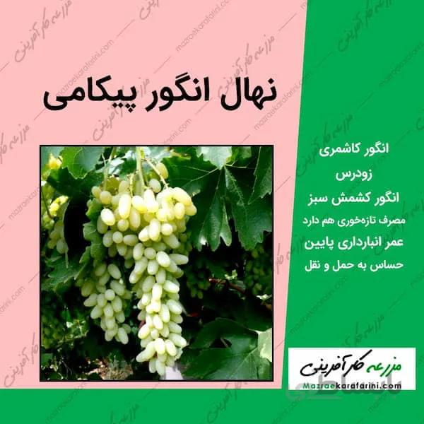 نهال گلدانی انگور پیکامی یکساله
