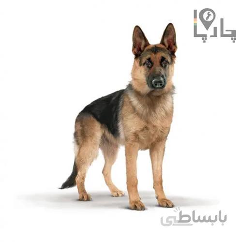مشاوره امور شناخت صحیح سگ های مورد نیاز کار