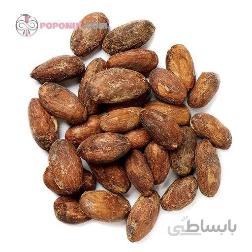 بذر درخت کاکائو