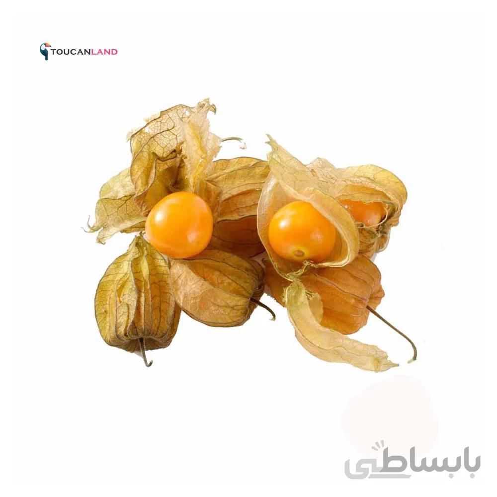 بذر فیسالیس زرد هندی