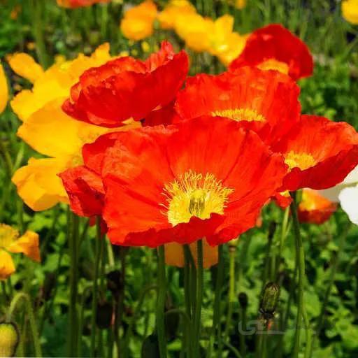 بذر گل خشخاش ایسلندی