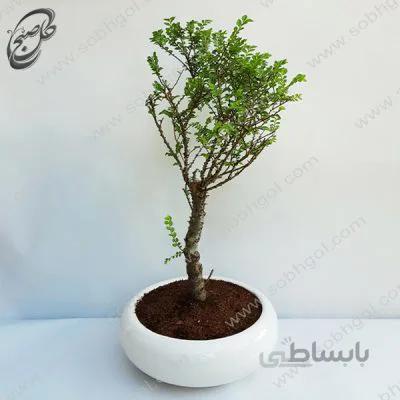 بونسای نارون اکایدو طرح B-021
