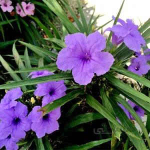 بذر گل روئلیا کتی آبی ا ruellia brittoniana katie