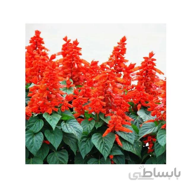 بذر گل سلوی پاکوتاه قرمز