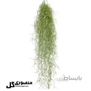 گیاه هوازی آویز سایز بزرگ (خزه اسپانیایی)