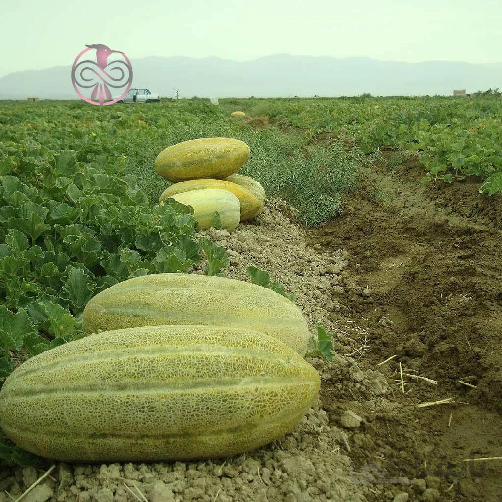 بذر خربزه خاتونی