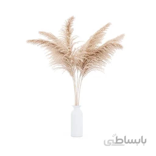 بذر پامپاس گراس