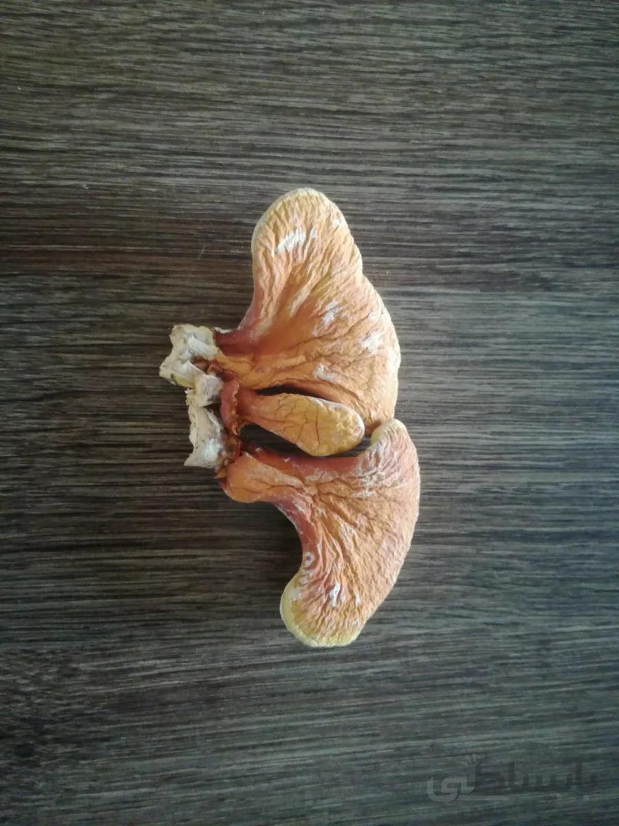 قارچ گانودرما