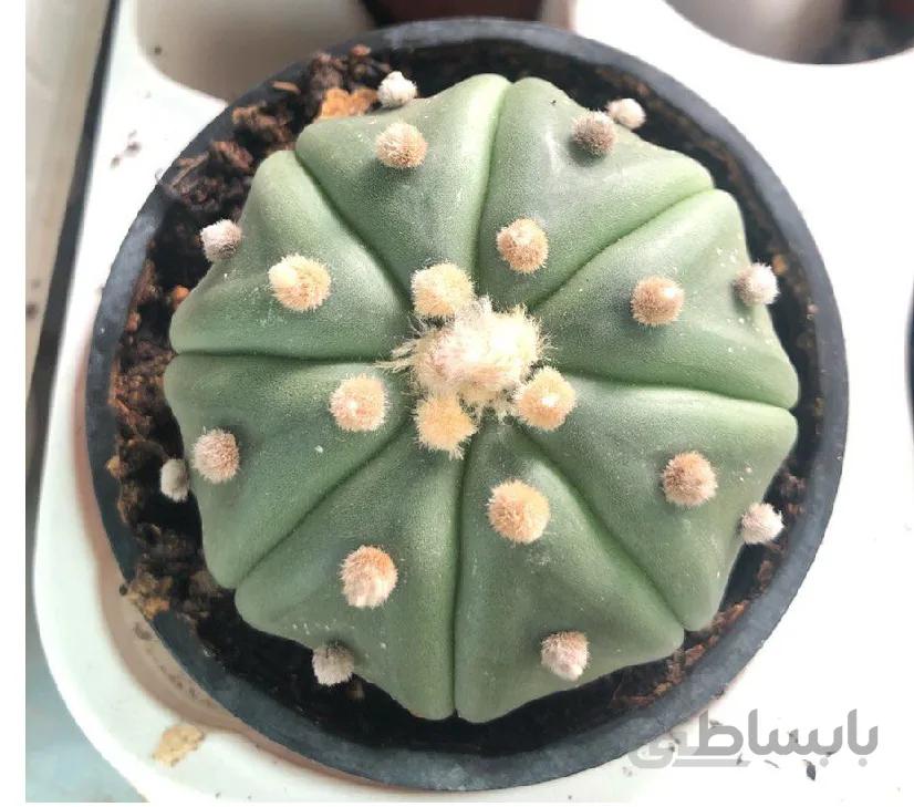 کاکتوس آستروفیتوم آستریاس | Cactus Astrophytum