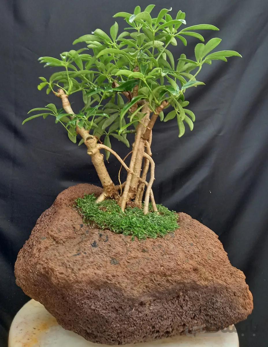 بنسای(بونسای) شفلرا صخره ای