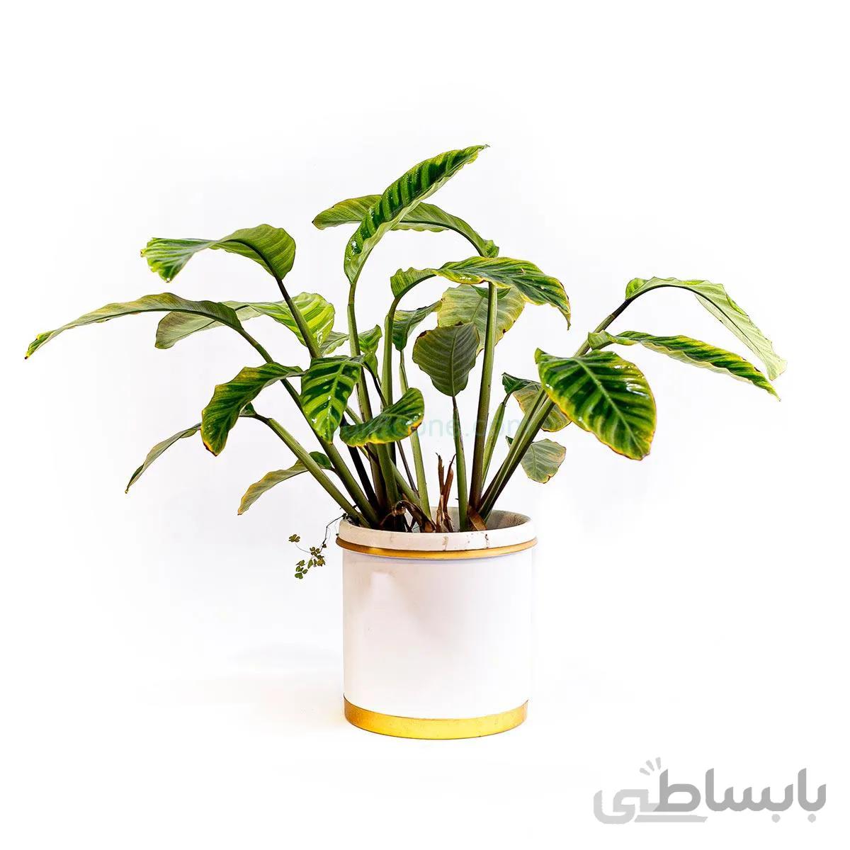 گیاه کالاتیا زبرینا یا کالاتیا گورخری | سایز متوسط