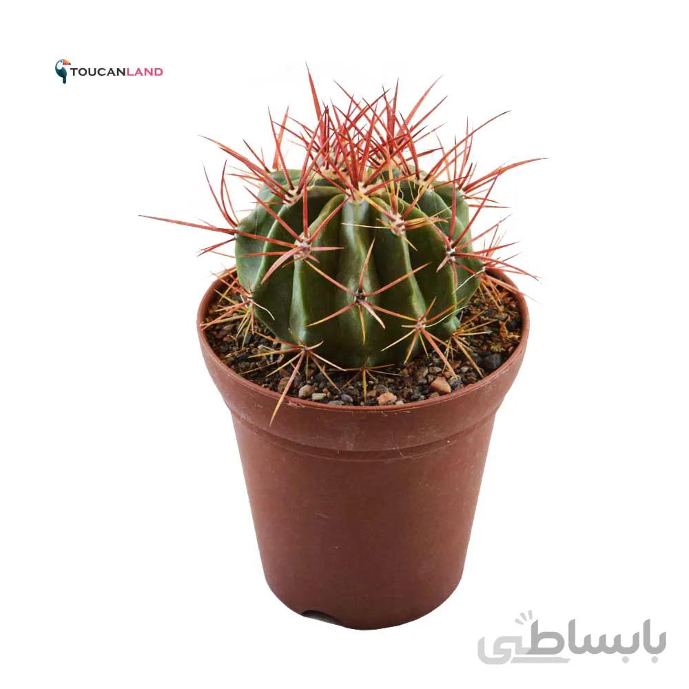 فرو استنسی درشت
