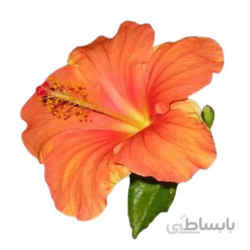 بذر گل ختمی ژاپنی نارنجی