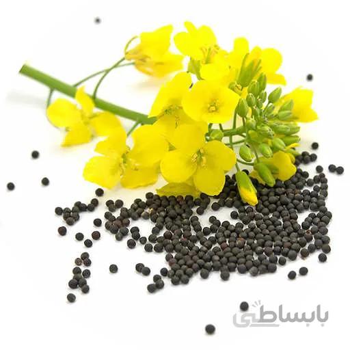 بذر کلزا
