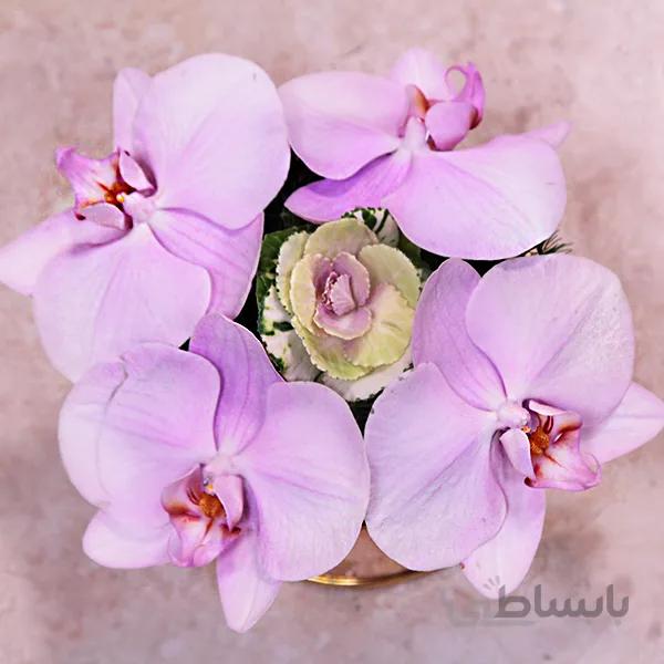 باکس گل ارکیده ( سایز کوچک)