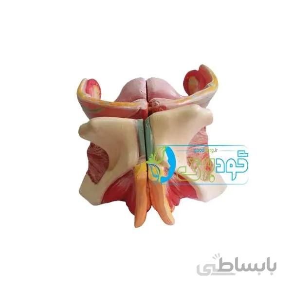 خرید، قیمت و مشخصات مولاژ دستگاه تناسلی زن