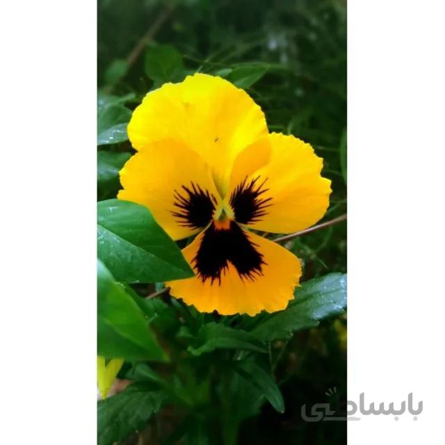 بذر بنفشه زرد خالدار
