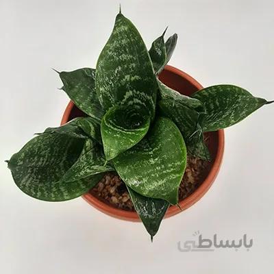 سانسوریا پا کوتاه بچه دار