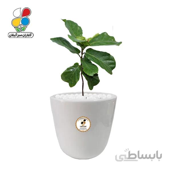 گیاه طبیعی فیکوس آفریقایی لیراتا بزرگ گلباران
