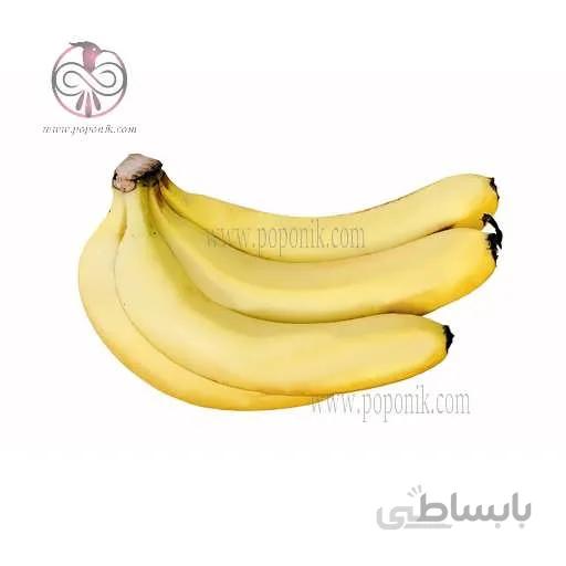 نهال موز کاوندیش