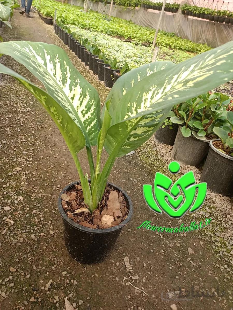 گل دیفن باخیا ا Dieffenbachia