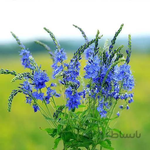 بذر گل لیمونیوم آبی