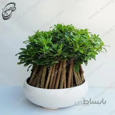 بونسای پیتسپروم طرح B-040 ( ارسال گل رایگان )