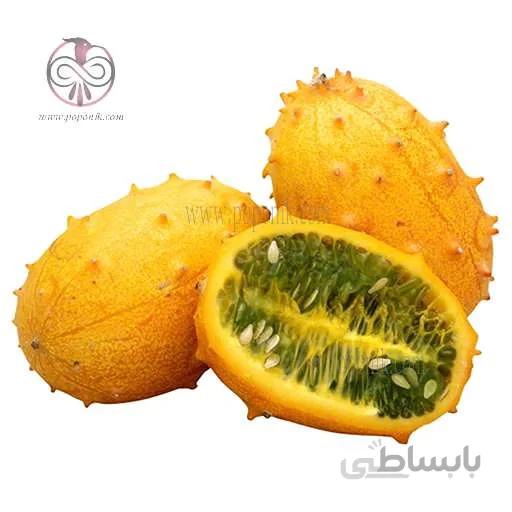 نشاء خیار شاخدار آفریقایی