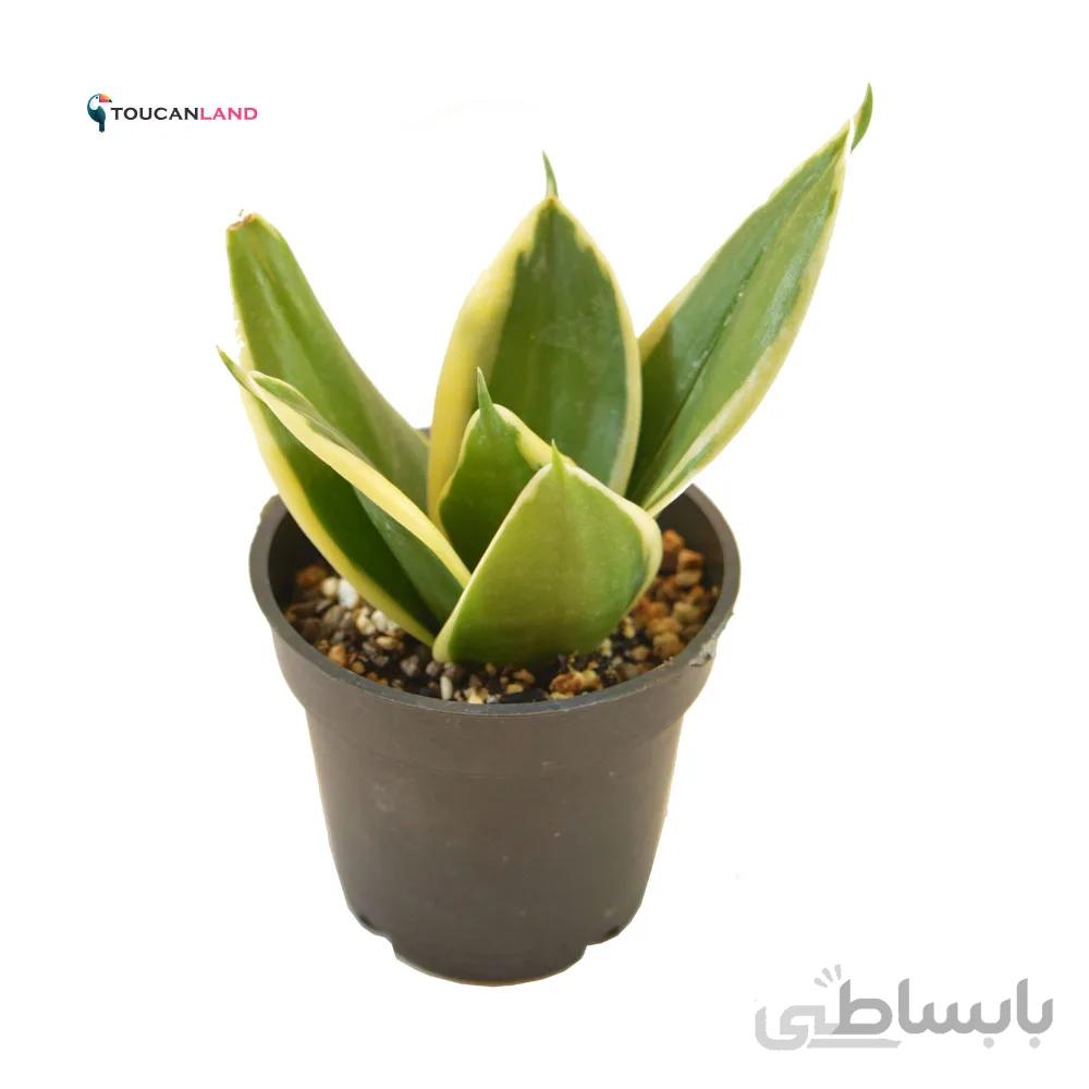 سانسوریا پاکوتاه گلد بلک