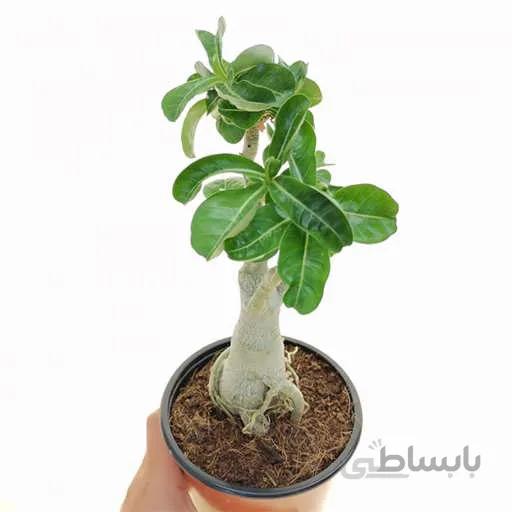 بذر ادنیوم عربیکوم