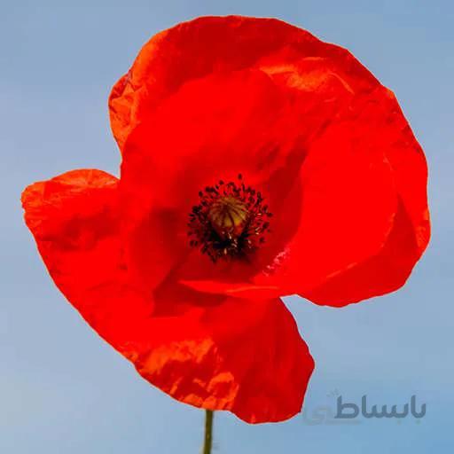 بذر گل شقایق