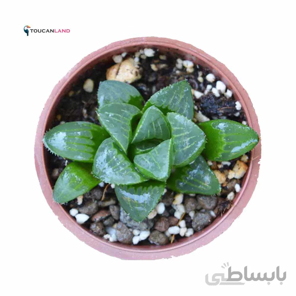 هاورتیا موتیکا