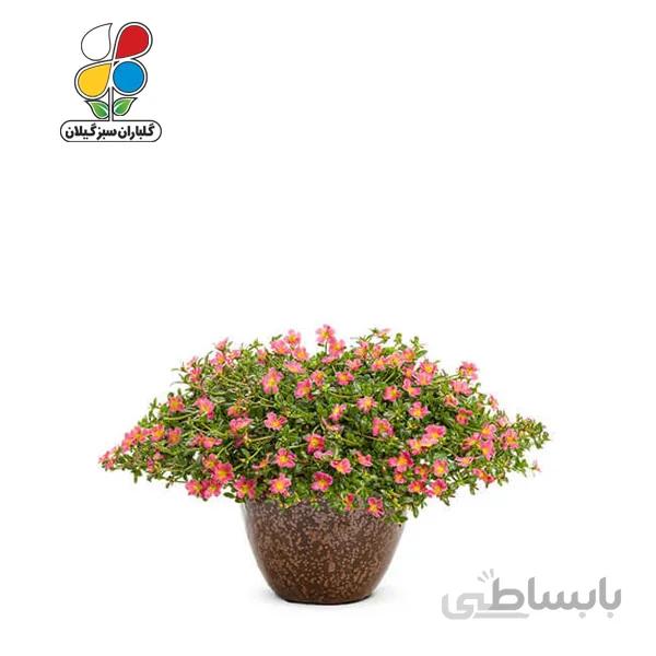 بذر گل ناز آفتابی بسته بندی کوچک مدل GPSF7S