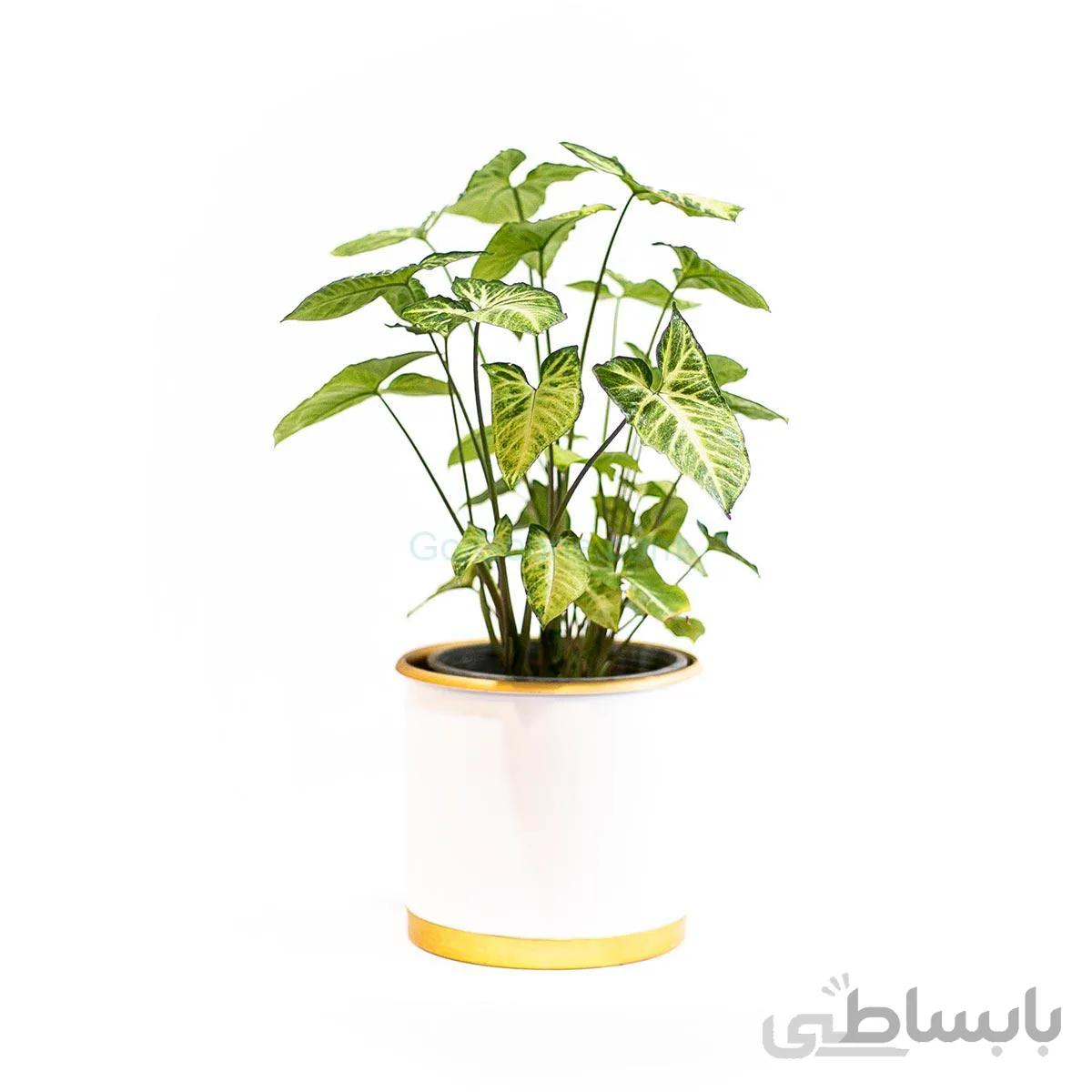 گیاه سینگونیوم سبز | سایز متوسط
