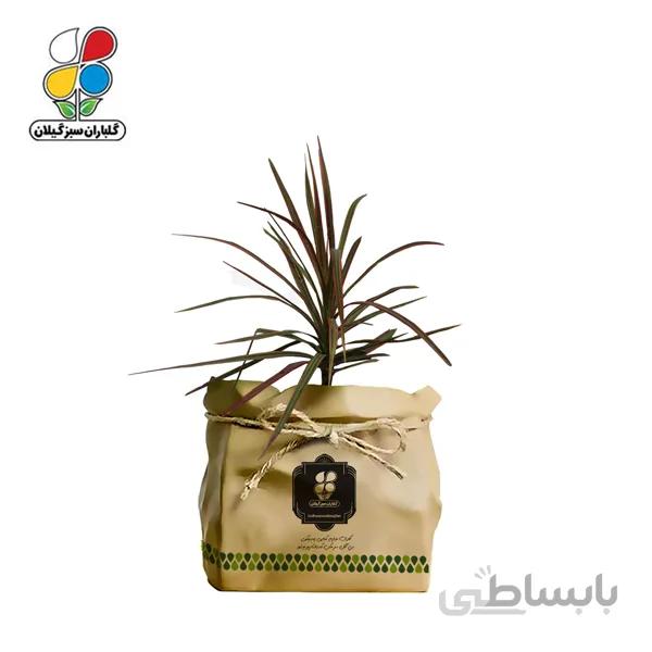 گیاه طبیعی دراسنا قرمز گلباران