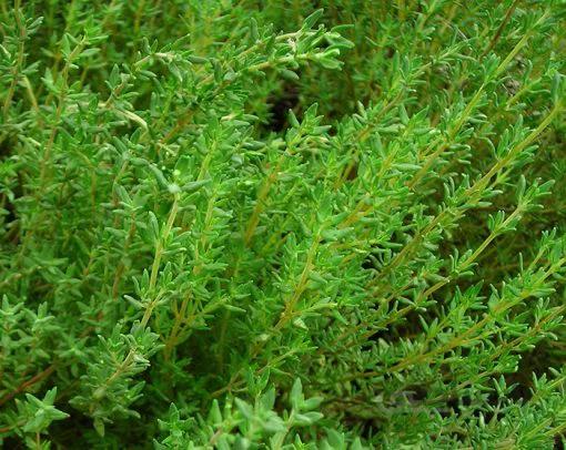 بذر آویشن زمستان آلمانی معطر بسته 50 عددی