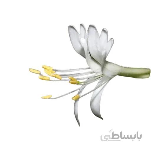 بذر درخت پیچ امین الدوله