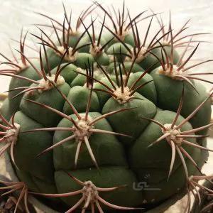 بذر ژمینو بروچی (عمده) | Gymnocalycium bruchii