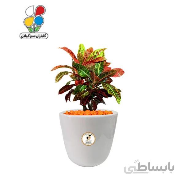 گیاه طبیعی کروتون رنگارنگ بزرگ مدل GN13-2CL