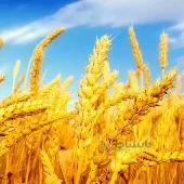 عملیات کاشت زراعت گندم مقاله گلخانه