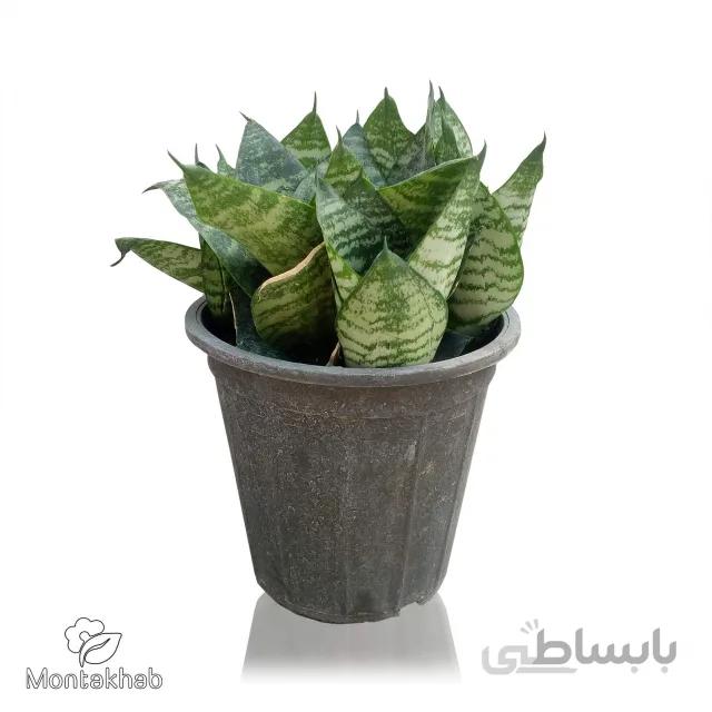 گیاه سانسوریا پاکوتاه سایز 18