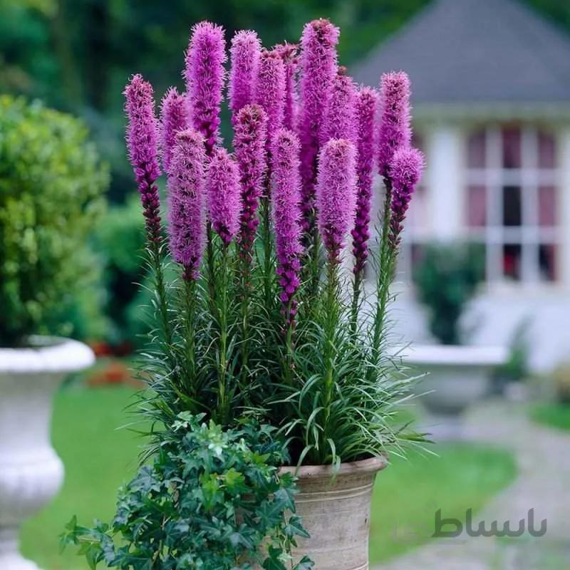لیاتریس