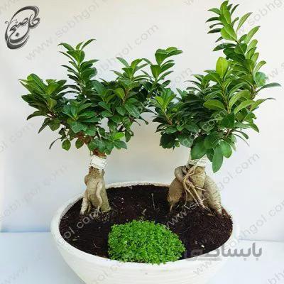 بونسای جینسینگ دوقلو سایز 6 طرح B-055 ( ارسال گل رایگان )