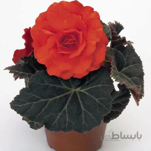 بذر بگونیا موکا گلبهی