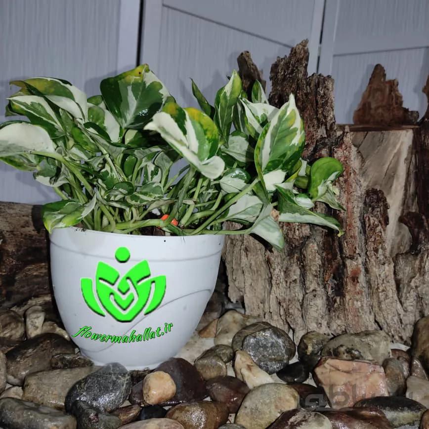 گل پتوس ارتشی ا pothos