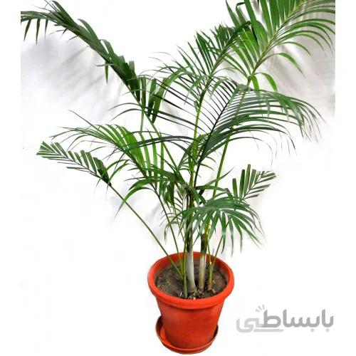 گیاه نخل اریکا – نیمه زباله