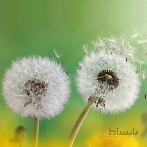 بذر گل قاصدک